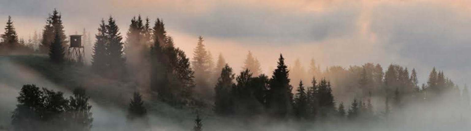 Un'altana di legno su un crinale, tra gli abeti, nella nebbia dell'alba.