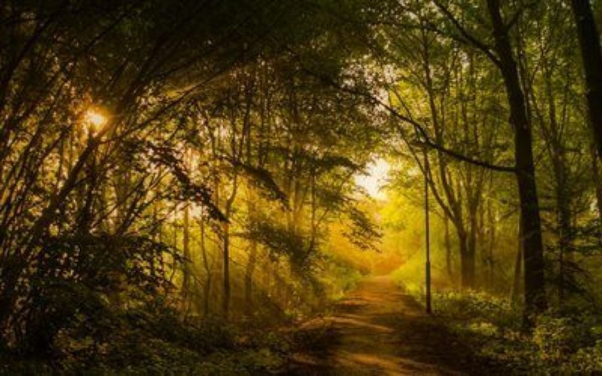 Un sentiero nel bosco attraversato dalla luce calda del tardo pomeriggio.